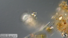 Euglypha acanthophora