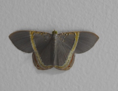 Phrygionis privignaria