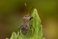 Rhyparothesus atomarius