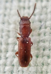 Leptophloeus clematidis