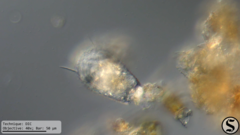 Euglypha acanthophora