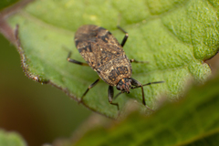 Rhyparothesus atomarius