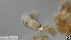 Euglypha acanthophora