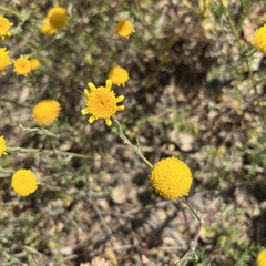 Anacyclus valentinus