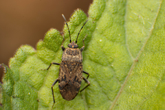 Rhyparothesus atomarius
