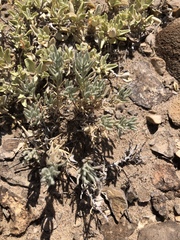 Neokochia americana