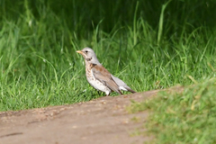 Turdus pilaris