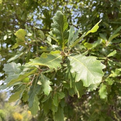 Quercus × cerrioides
