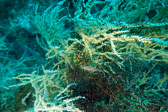 Paralabrax auroguttatus