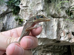Anolis bartschi