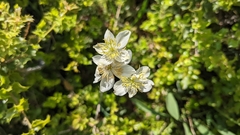 Thalictrum tuberosum