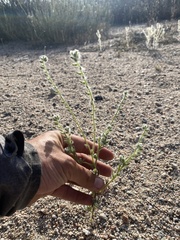 Cryptantha intermedia johnstonii