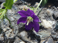 Legousia speculum-veneris