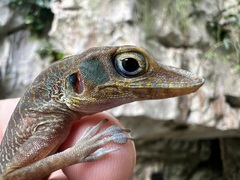 Anolis bartschi
