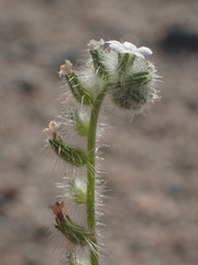 Cryptantha intermedia johnstonii