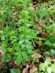 Cruciata glabra