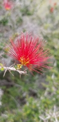 Calliandra haematomma colletioides