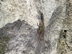 Anolis bartschi