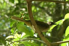 Chlorocichla simplex