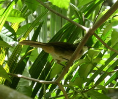 Chlorocichla simplex