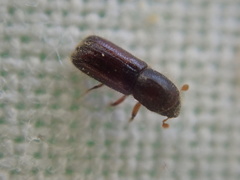 Xylocleptes bispinus