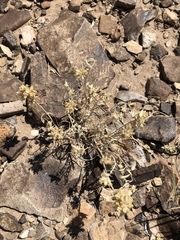 Astragalus flavus