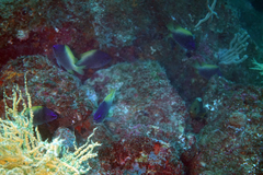Chromis limbaughi