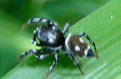 Heliophanus apiatus