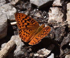 Speyeria coronis carolae
