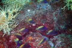 Chromis limbaughi