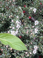 Bombus