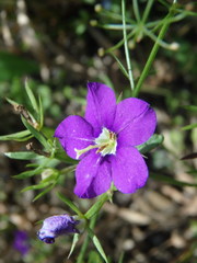 Legousia speculum-veneris