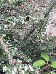 Bombus
