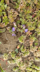 Phacelia insularis