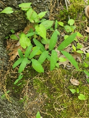 Polygonatum biflorum