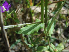 Legousia speculum-veneris