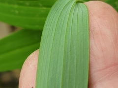 Polygonatum biflorum