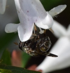 Copestylum tamaulipanum