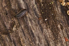 Endomychus coccineus