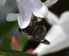 Copestylum tamaulipanum