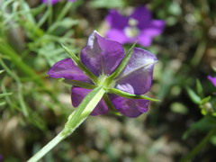 Legousia speculum-veneris