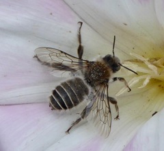 Diadasia bituberculata