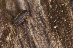 Endomychus coccineus