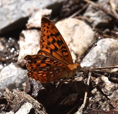 Speyeria coronis carolae