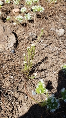 Plagiobothrys stipitatus micranthus