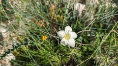 Thalictrum tuberosum