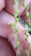 Plagiobothrys stipitatus micranthus