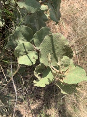 Dombeya rotundifolia