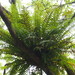 Rock-ginger Fern - Photo (c) Sunnetchan, some rights reserved (CC BY-NC-ND), uploaded by Sunnetchan