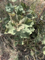 Dombeya rotundifolia